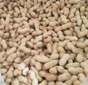 Pražené arašidy v škrupine v Číne