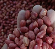 Horúci predaj dobrej kvality 100% prírodných jadier arašidov červenej kože