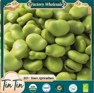 Fava fazuľa vysokej kvality